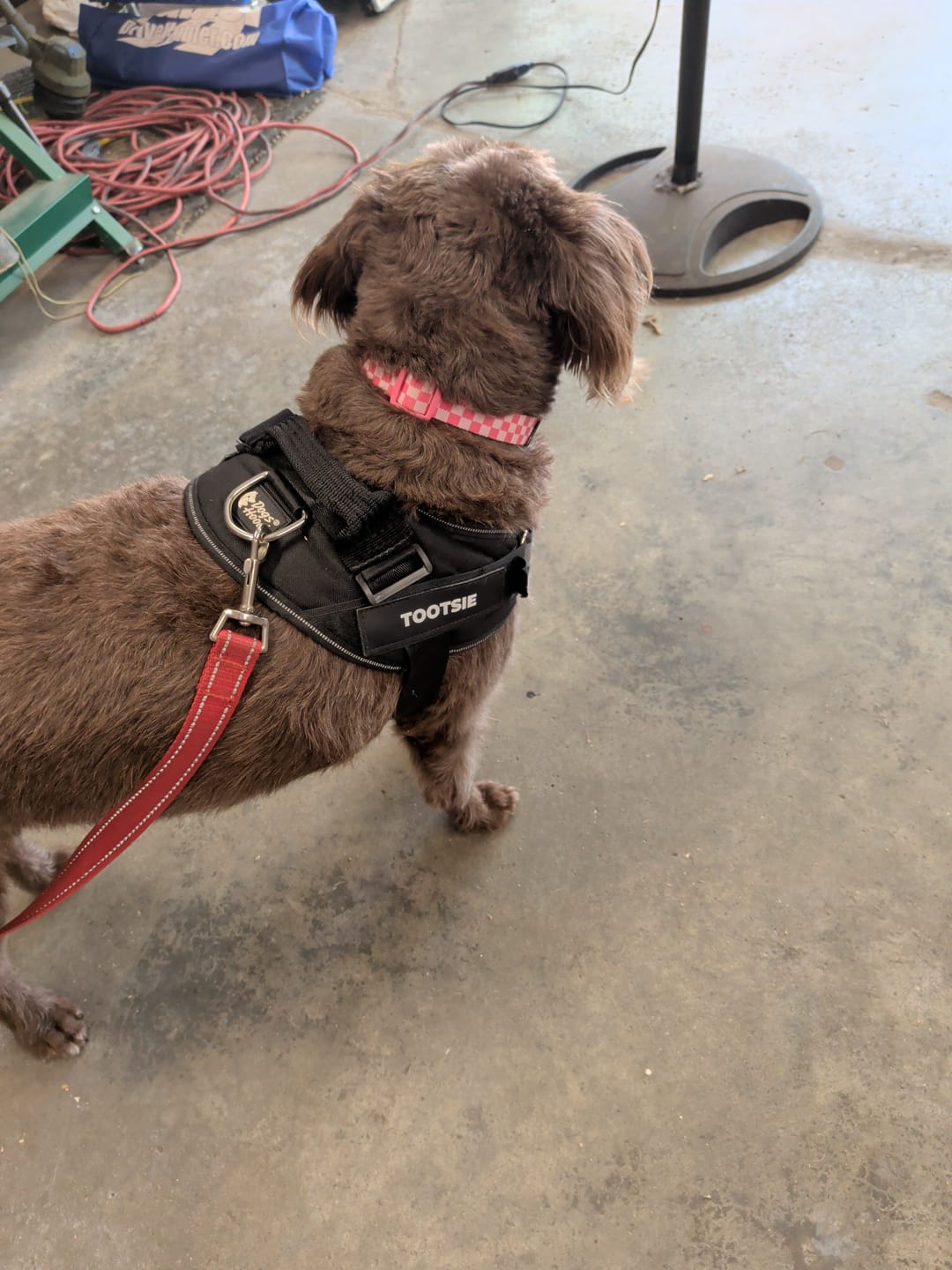 Customer photo review of Personalized Dog Harness