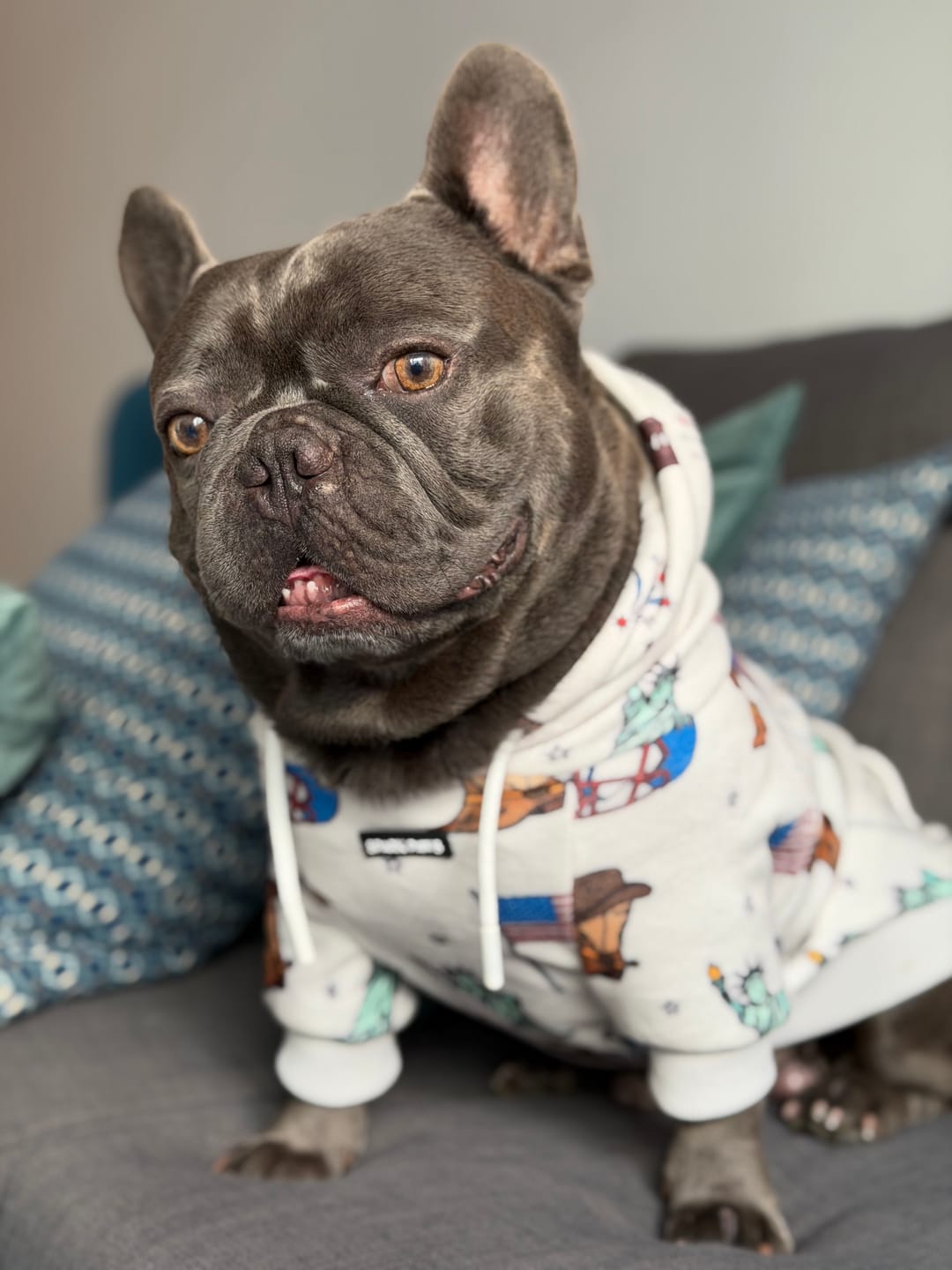 Customer photo review of The USA Dog Hoodie - Grey