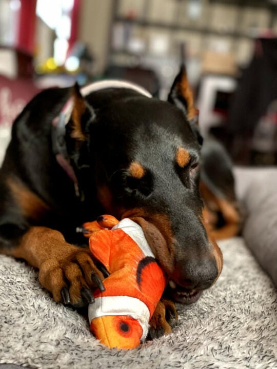 Customer photo review of Floppy Fish - Interactive Dog Toy