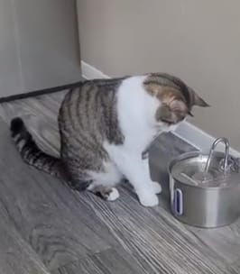 Customer photo review of IsaPet - Fuente de Agua Inalámbrica Mascotas 2.2L
