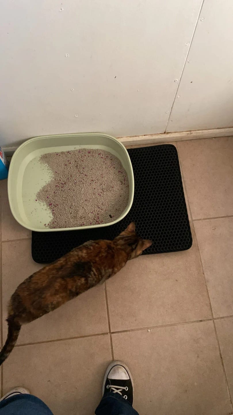Customer photo review of The MiloPaw™ Ultimate LitterGuard