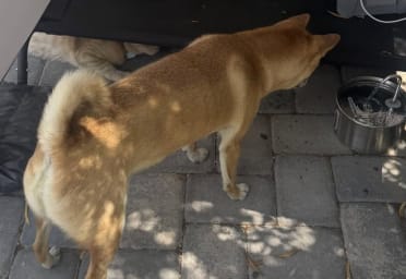 Customer photo review of IsaPet - Fuente de Agua Inalámbrica Mascotas 2.2L