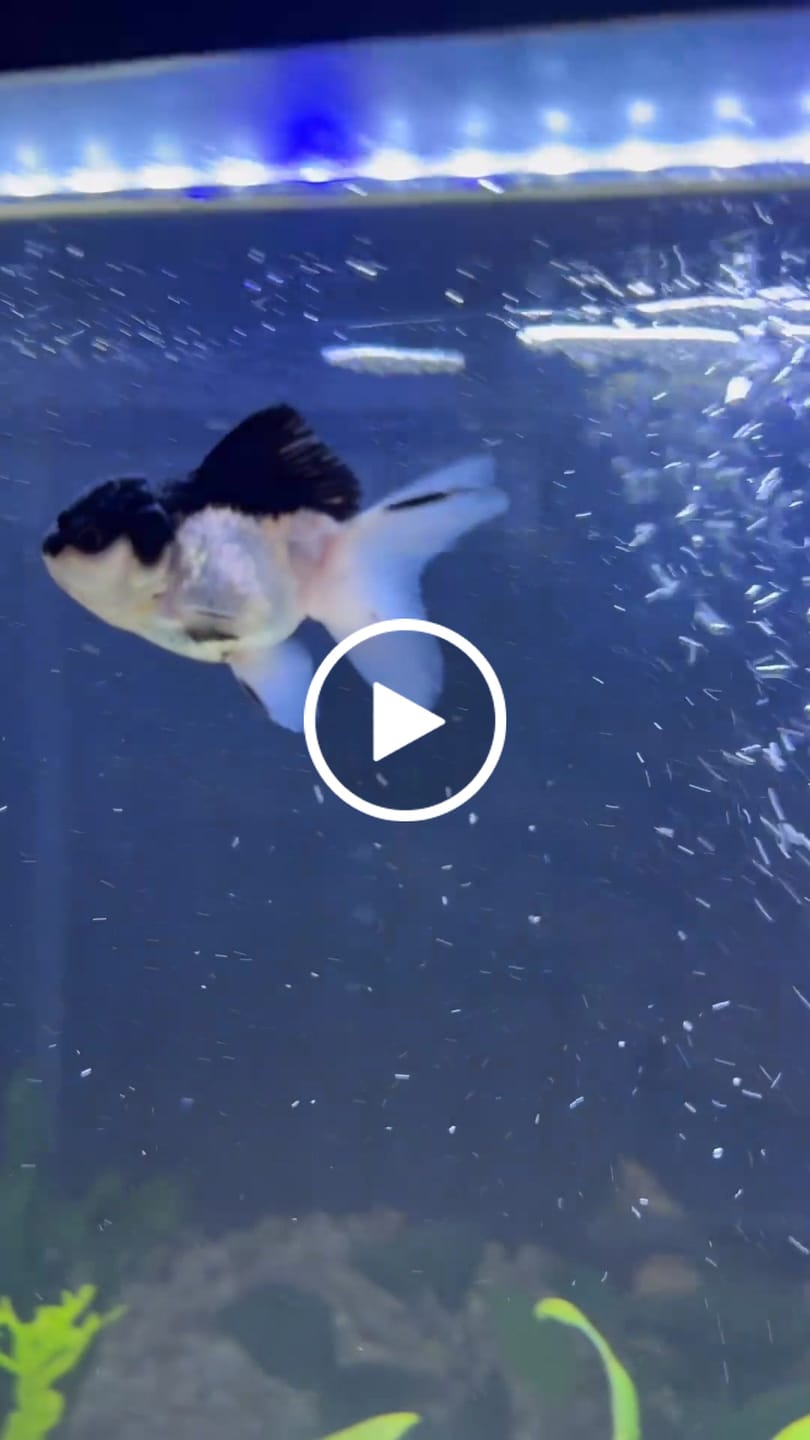 Customer video review of Live Premium Fancy Goldfish Thai Oranda 2"-4" Body Panda (Our Choice)