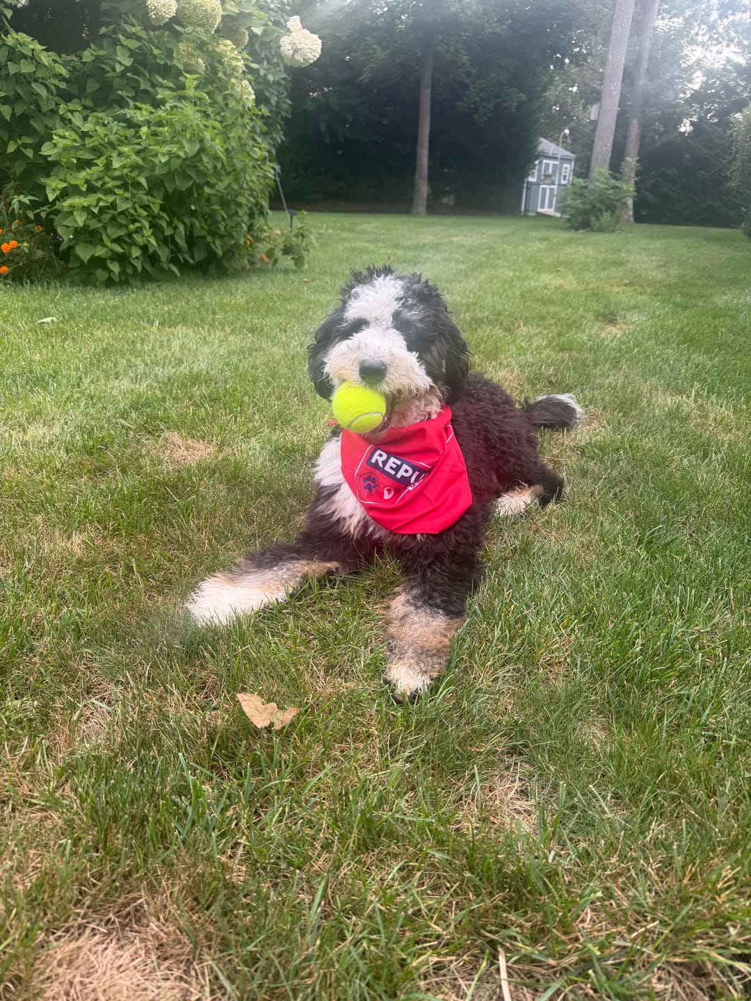 Customer photo review of Republican Dogs Bandana