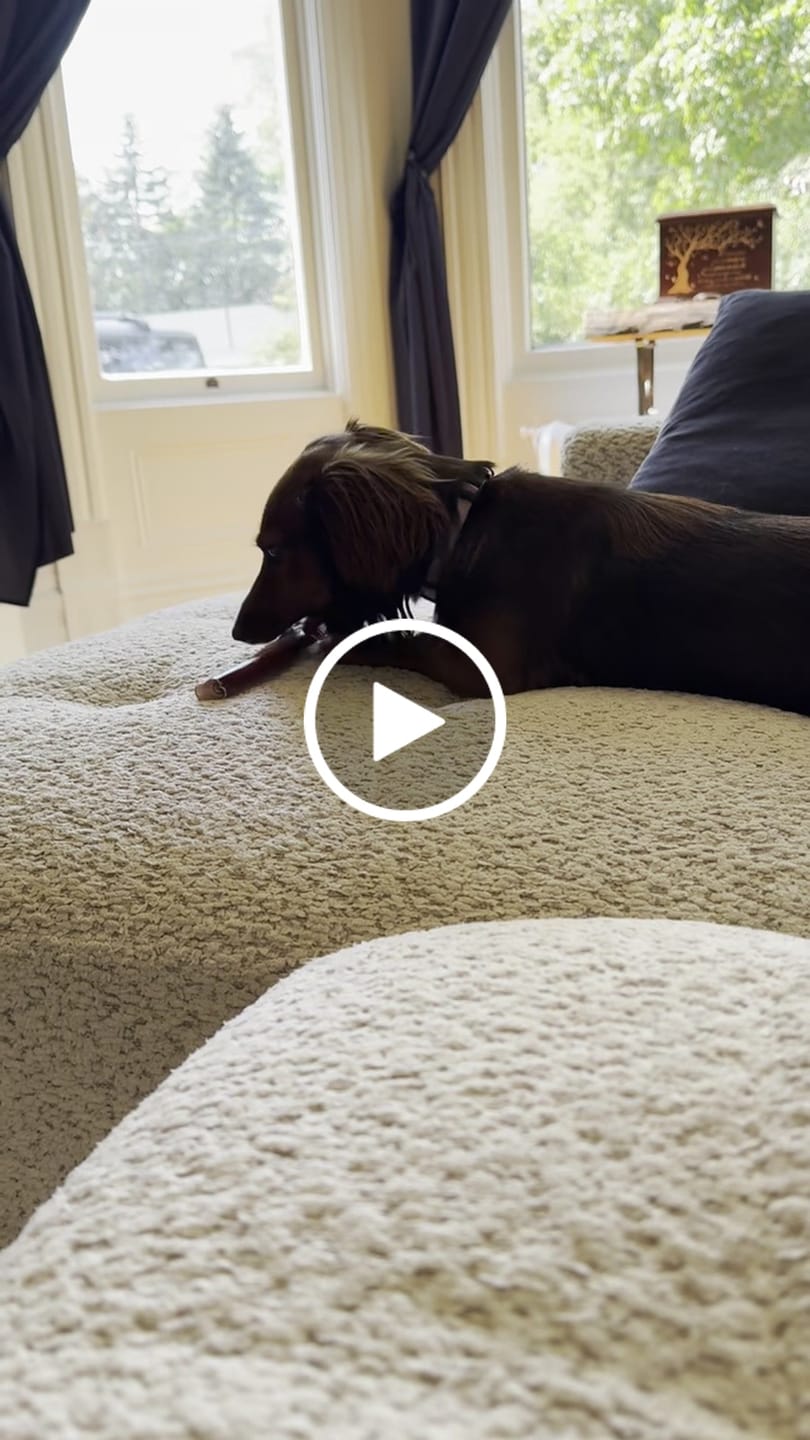 Customer video review of 6 Inch Monster Bully Stick