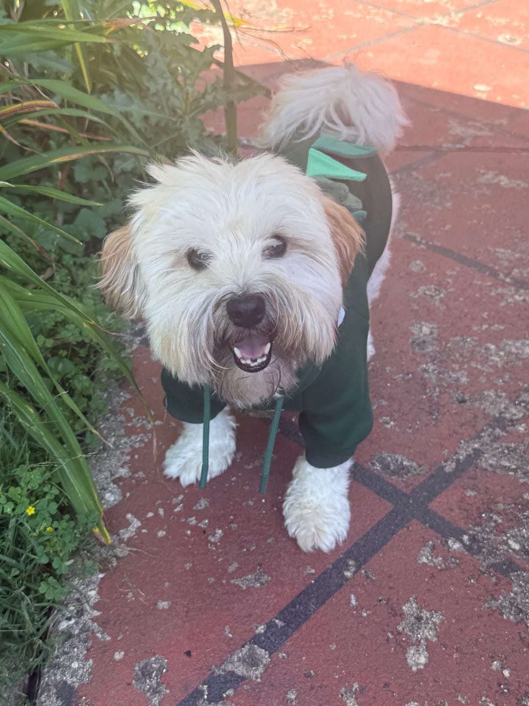 Customer photo review of Halloween Dog Hoodie - Dinosaur