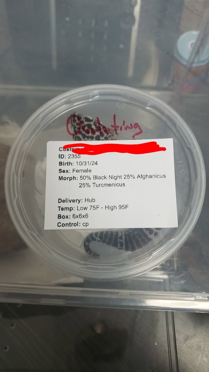 Customer photo review of Female 50% Black Night 25% Afghanicus 25% Turcmenics (ovulating)