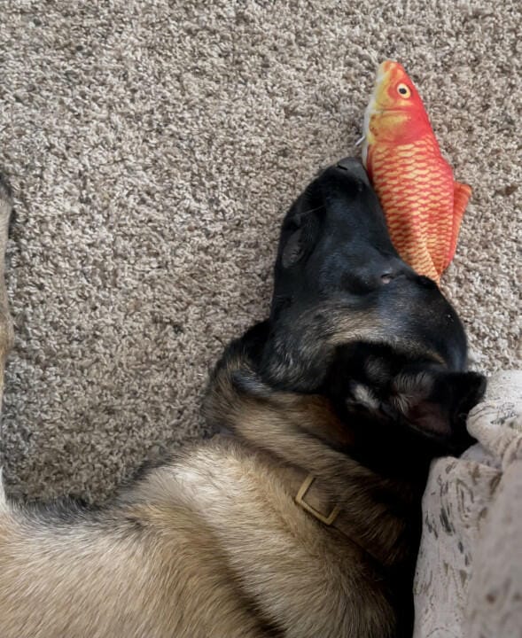Customer photo review of Floppy Fish - Interactive Dog Toy