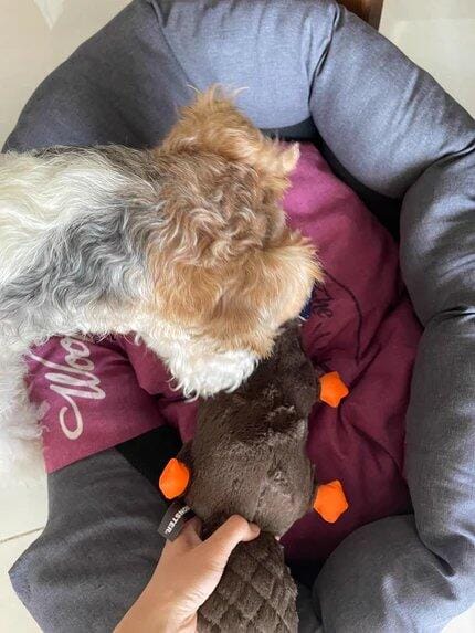 Customer photo review of Quacking Platypus - Interactive Plush Squeaky Dog Toy