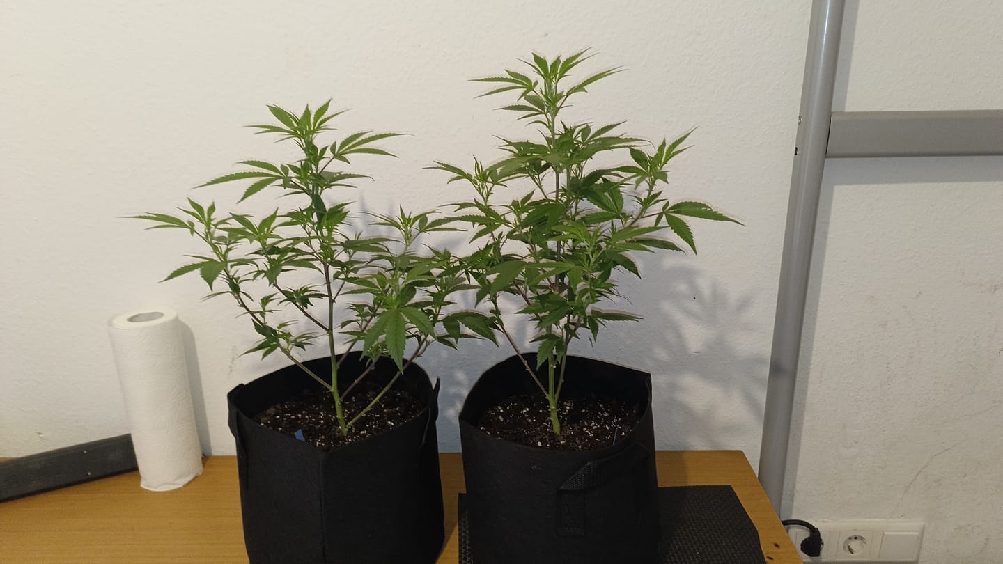 Customer photo review of Hanfstecklinge | Future Island