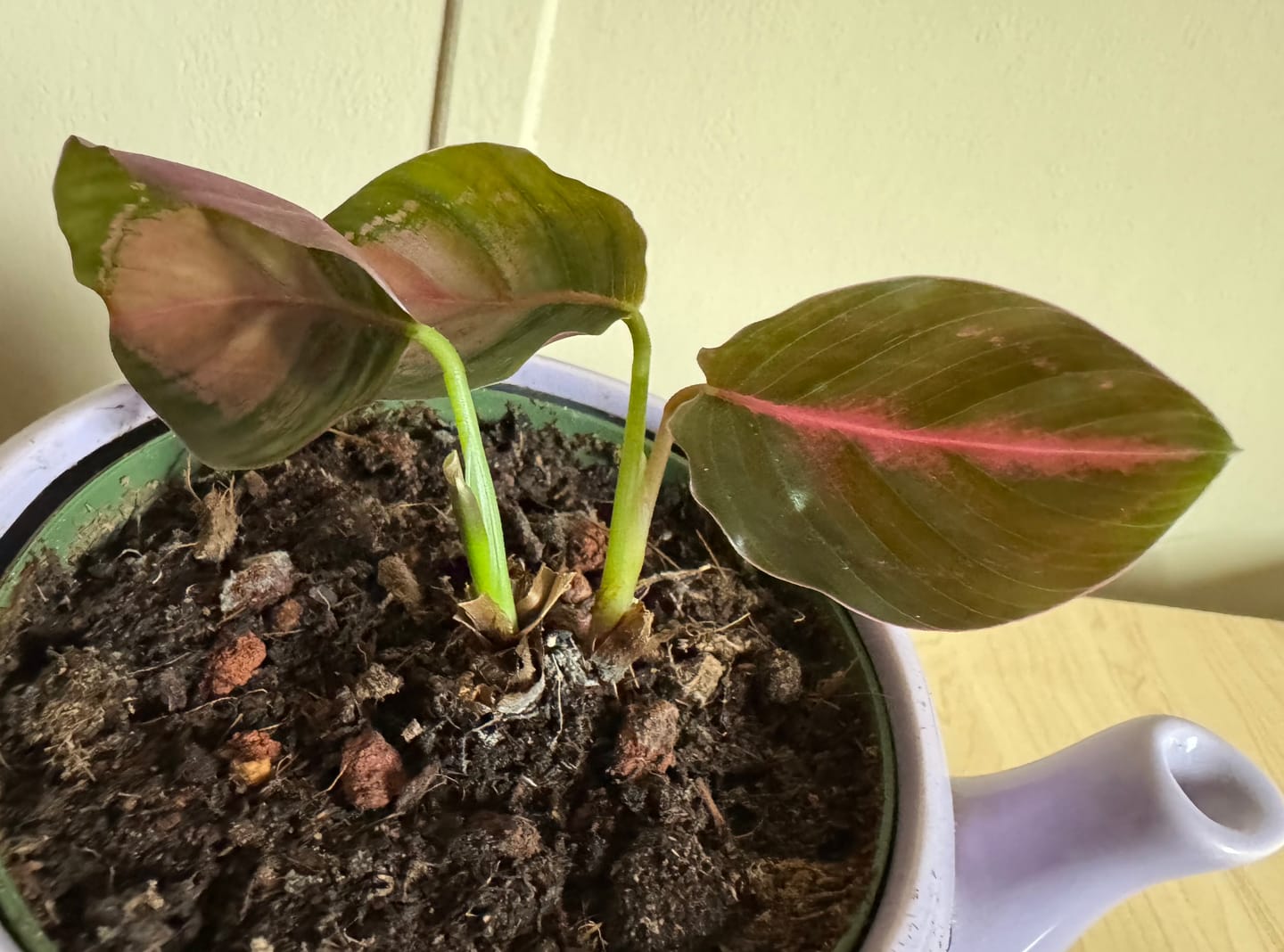 Customer photo review of Kelpy Food for Plants