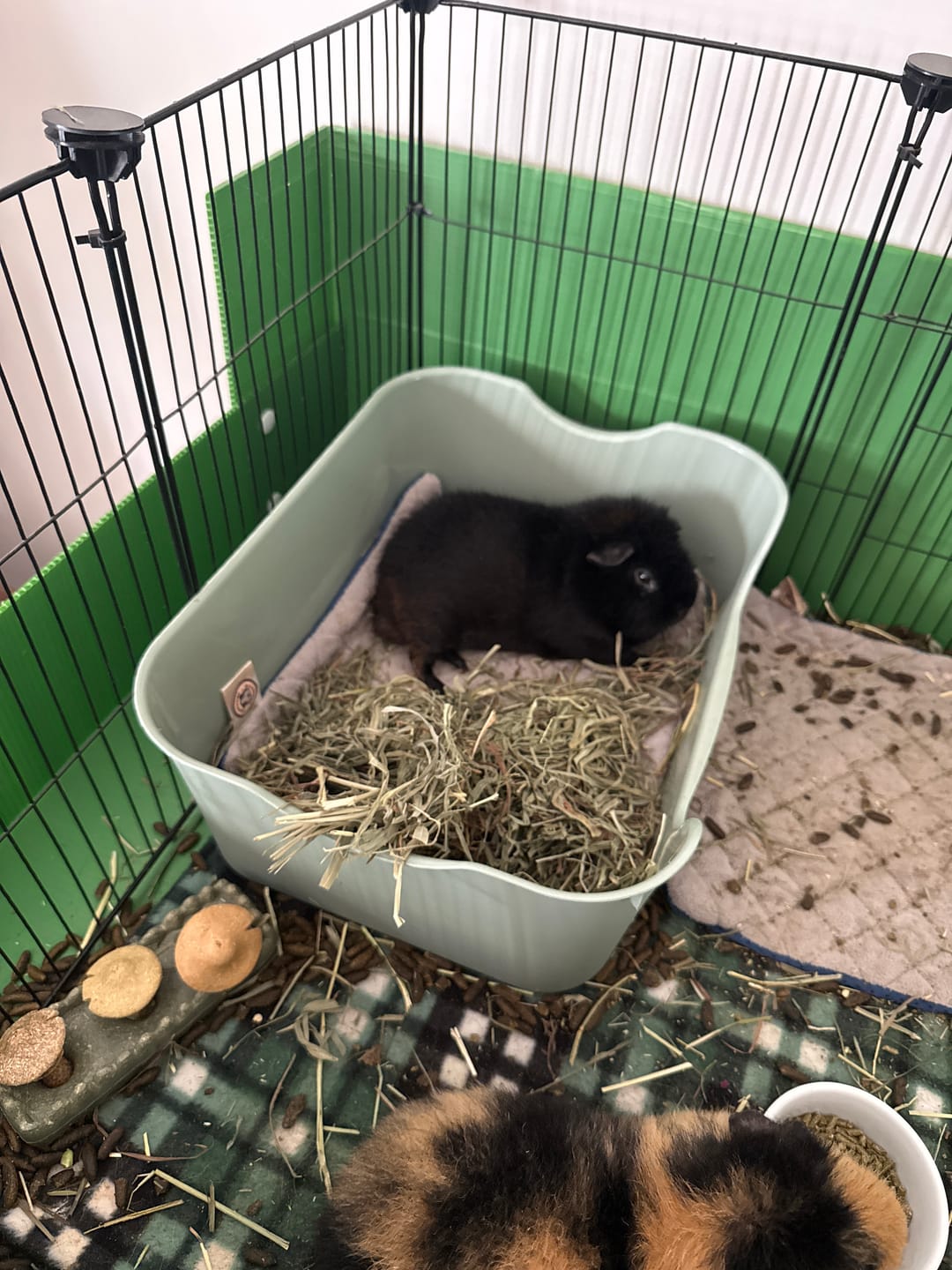 Customer photo review of Litter Box for Guinea Pigs & Rabbits