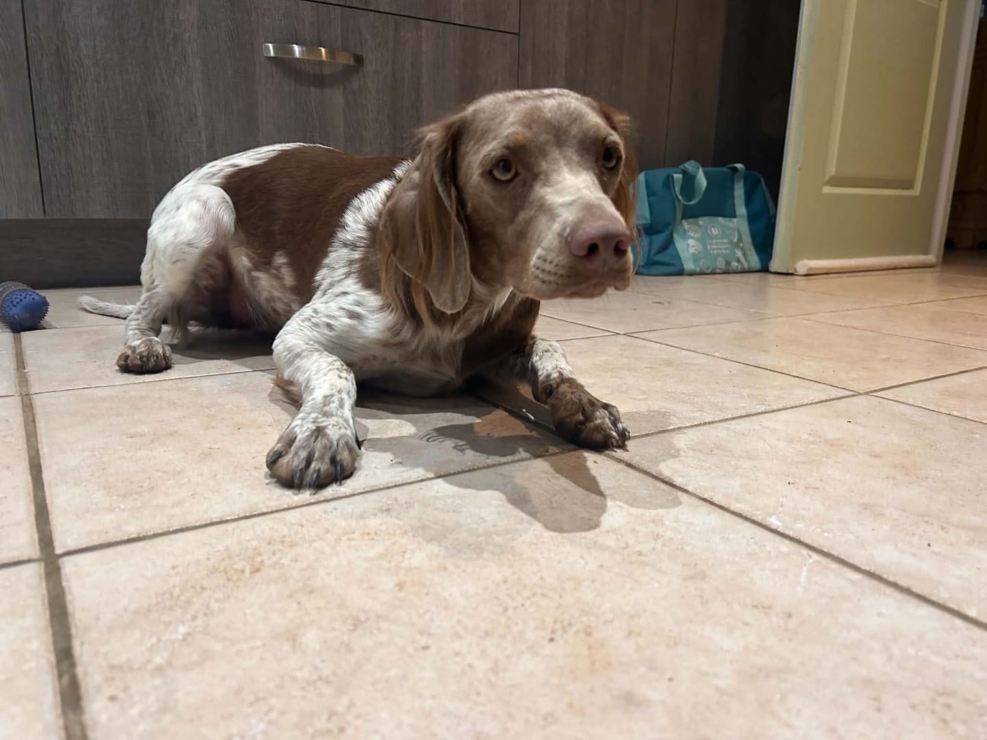 Customer photo review of Collier Anti Aboiement Sans choc Electrique PuppySafe™