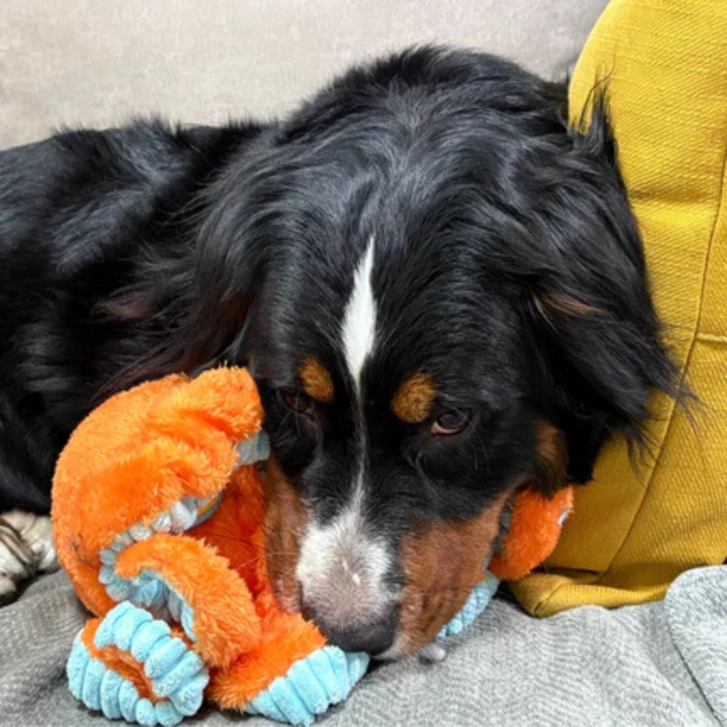 Customer photo review of Big Octopus - Interactive Plush Squeaky Dog Toy