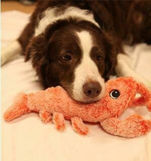 Customer photo review of Floppy Lobster - Interactive Dog Toy