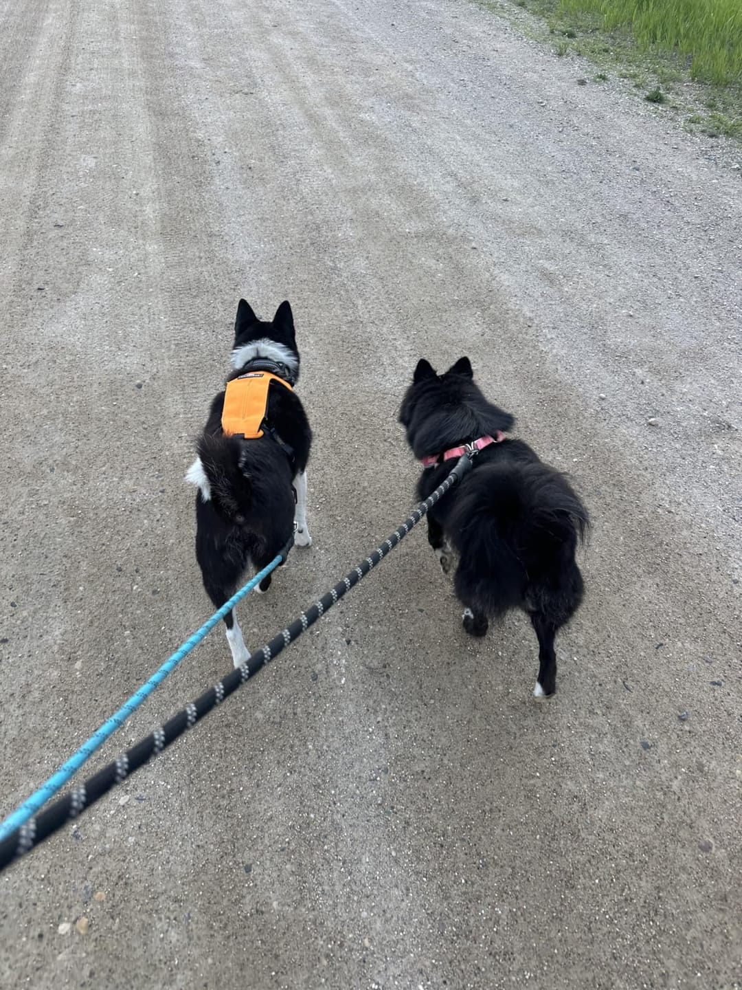 Customer photo review of Allergy & Gut Balance Chews for Dogs