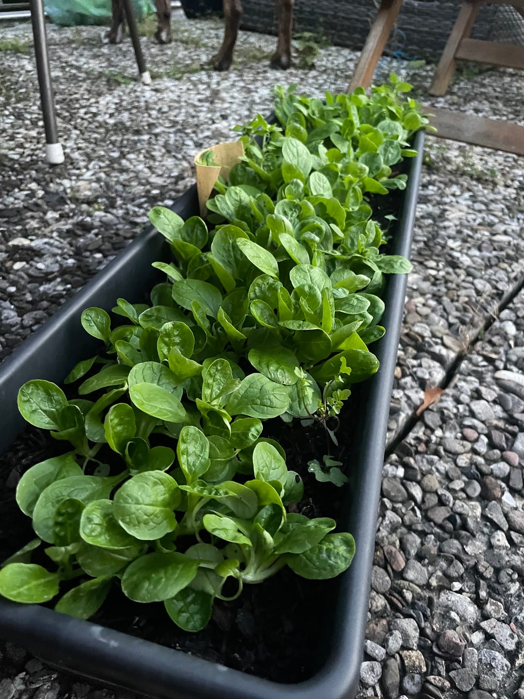 Customer photo review of Feldsalat ’Dunkelgrüner Vollherziger’