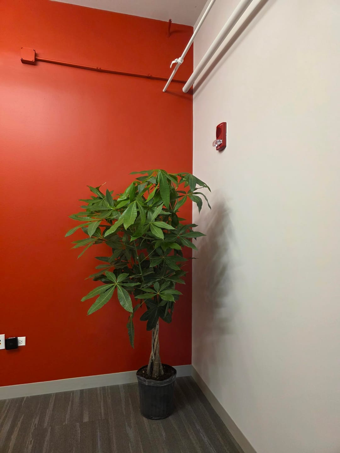 Customer photo review of Money Tree Braided, Tree Form, Pachira Aquatica, Good Luck Tree