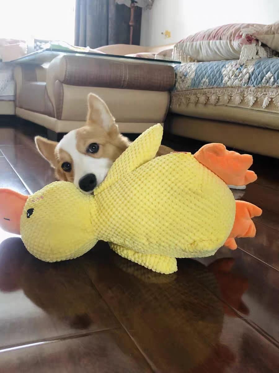 Customer photo review of Calming Duck™ - Interactive Dog Toy