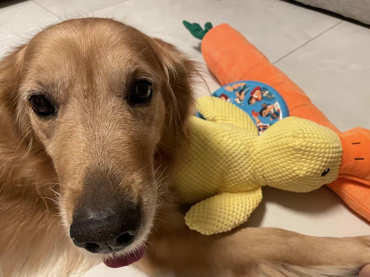 Customer photo review of Calming Duck™ - Interactive Dog Toy