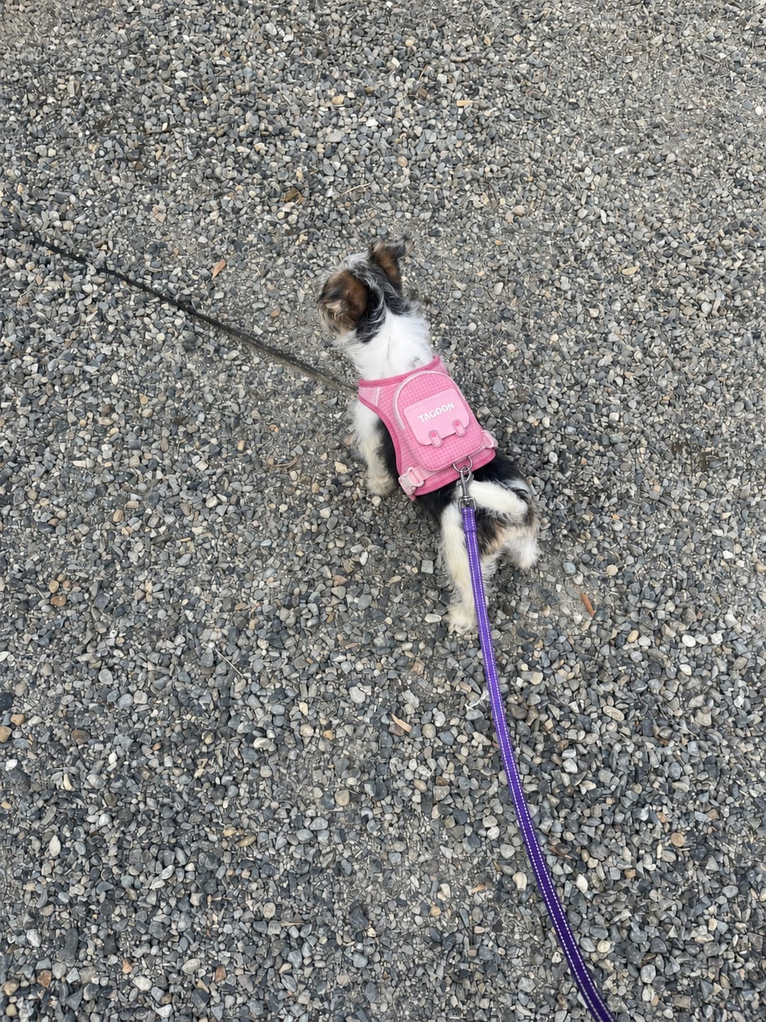 Customer photo review of WUFFLE™ Pet Backpack Harness