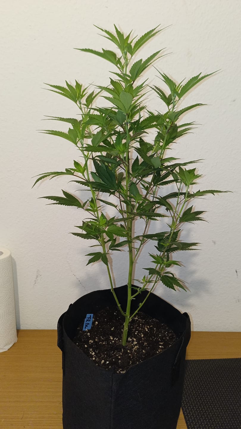 Customer photo review of Hanfstecklinge | Frozen Black Cherry