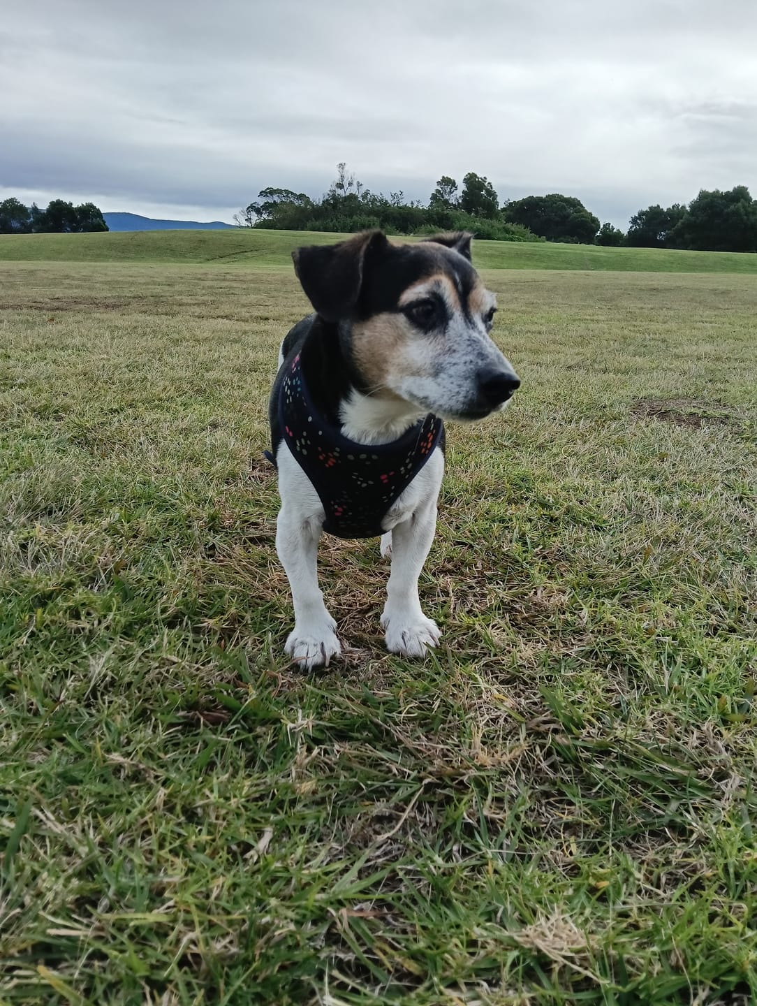 Customer photo review of Duck Wing for Dogs & Cats - Twin Pack