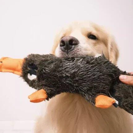 Customer photo review of Quacking Platypus - Interactive Plush Squeaky Dog Toy