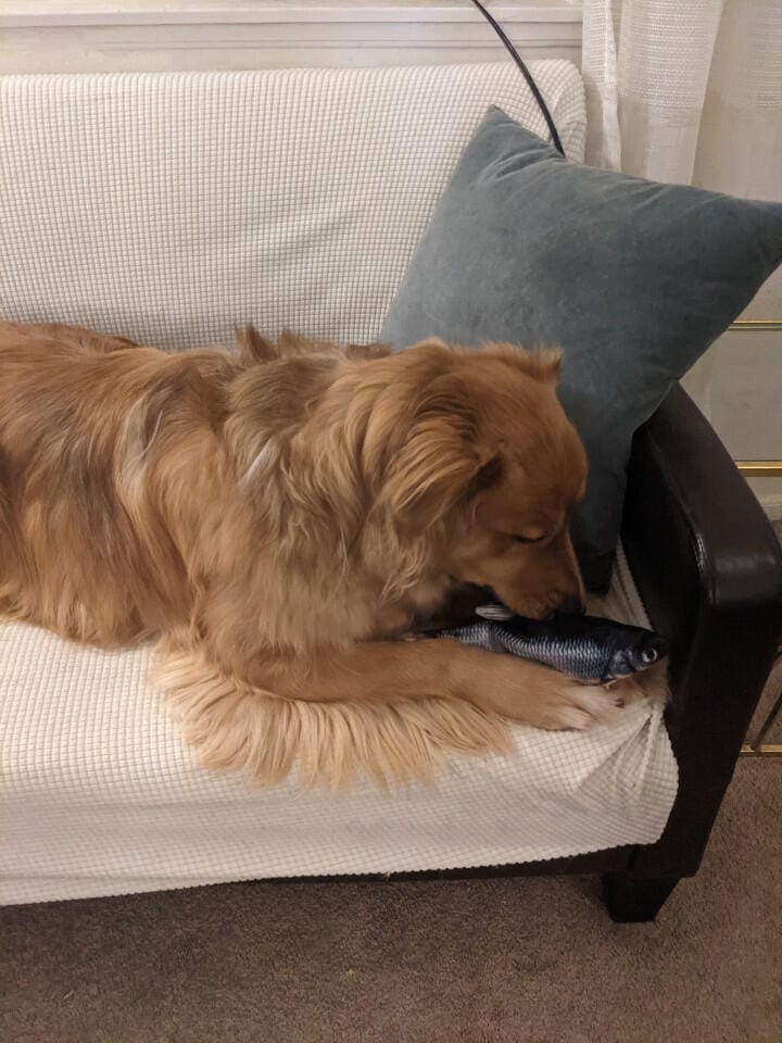 Customer photo review of Floppy Fish - Interactive Dog Toy