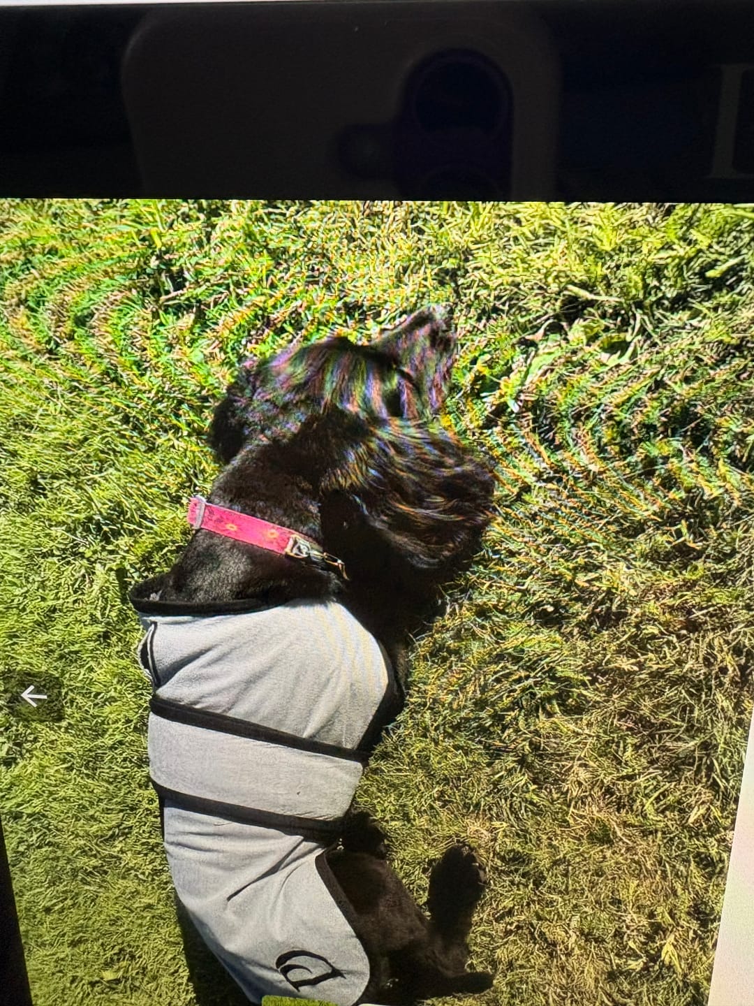 Customer photo review of Luxury Dog Cooling Coat