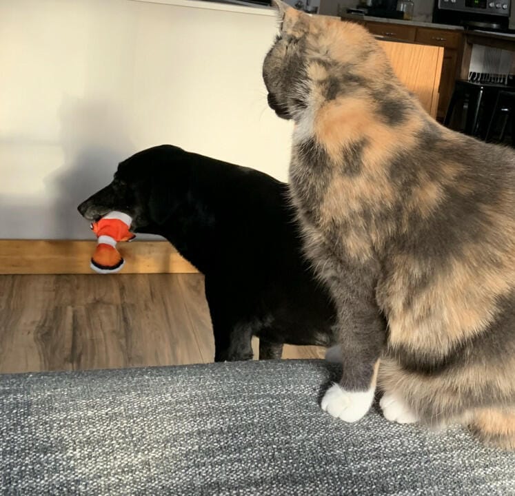 Customer photo review of Floppy Fish - Interactive Dog Toy