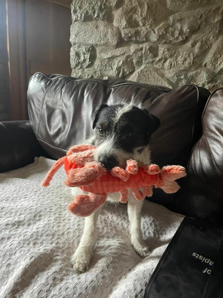 Customer photo review of Floppy Lobster - Interactive Dog Toy