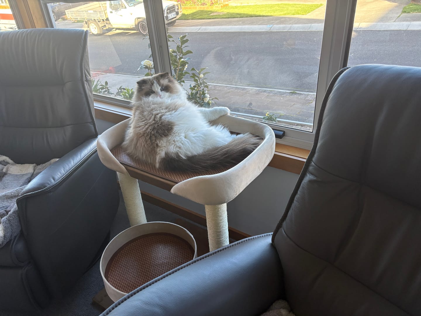 Customer photo review of Japanese-Style Double-Level Cat Tree Cat Sofa - 90901B, Perfect for Window-Side Lounging