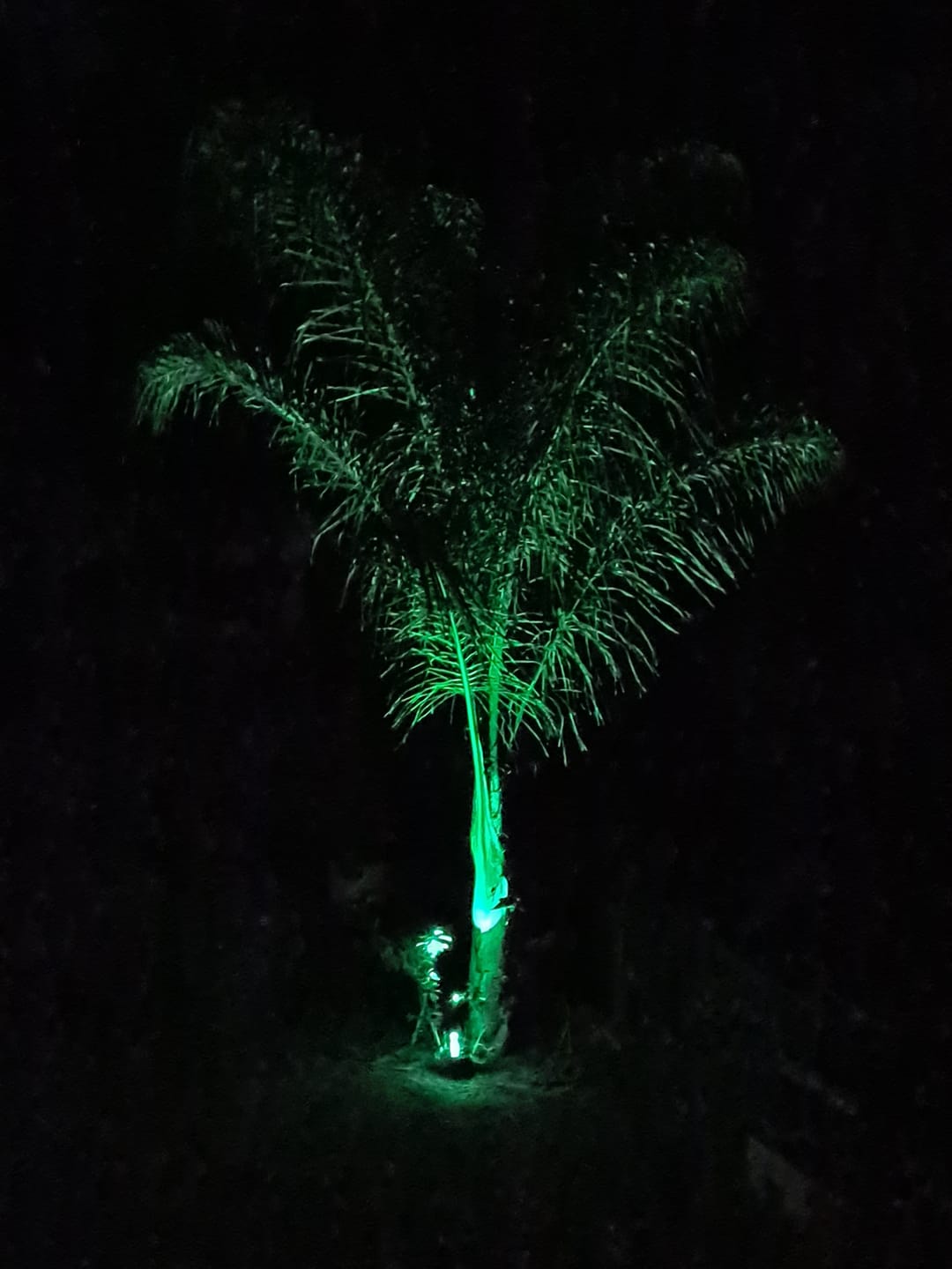 Customer photo review of Solar Garden Spotlight | Adjustable Head, RGB Color | Outdoor LED