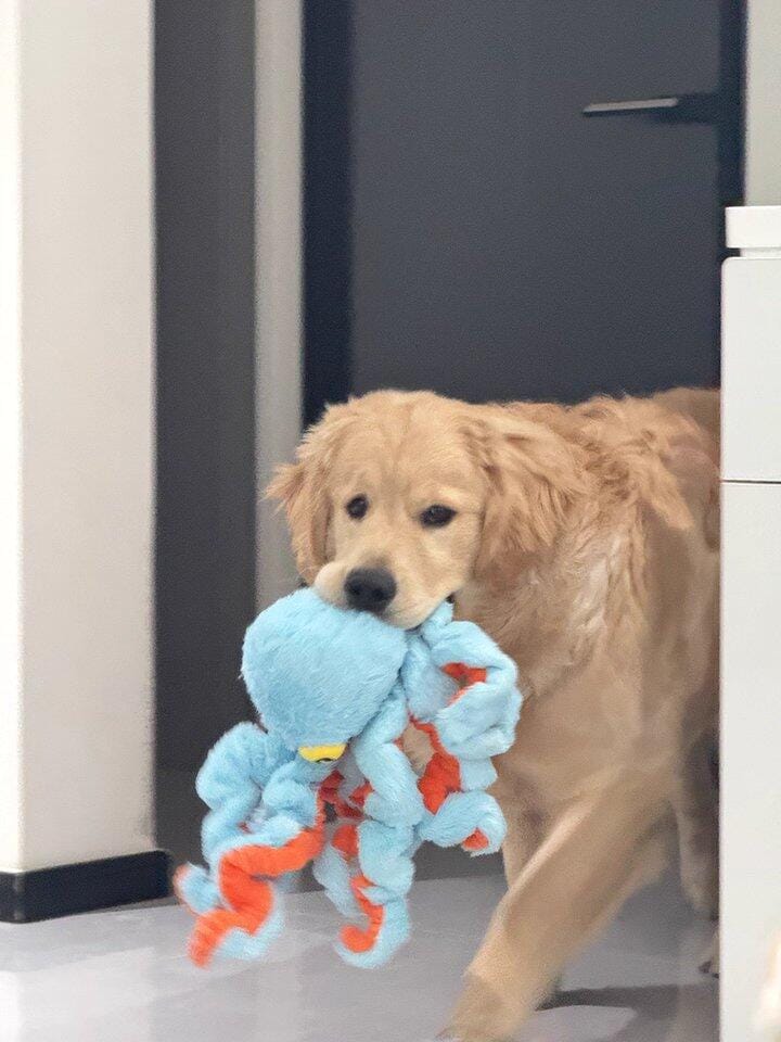 Customer photo review of Big Octopus - Interactive Plush Squeaky Dog Toy