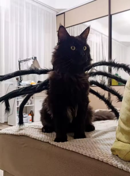 Customer photo review of Disfraz de araña para Halloween
