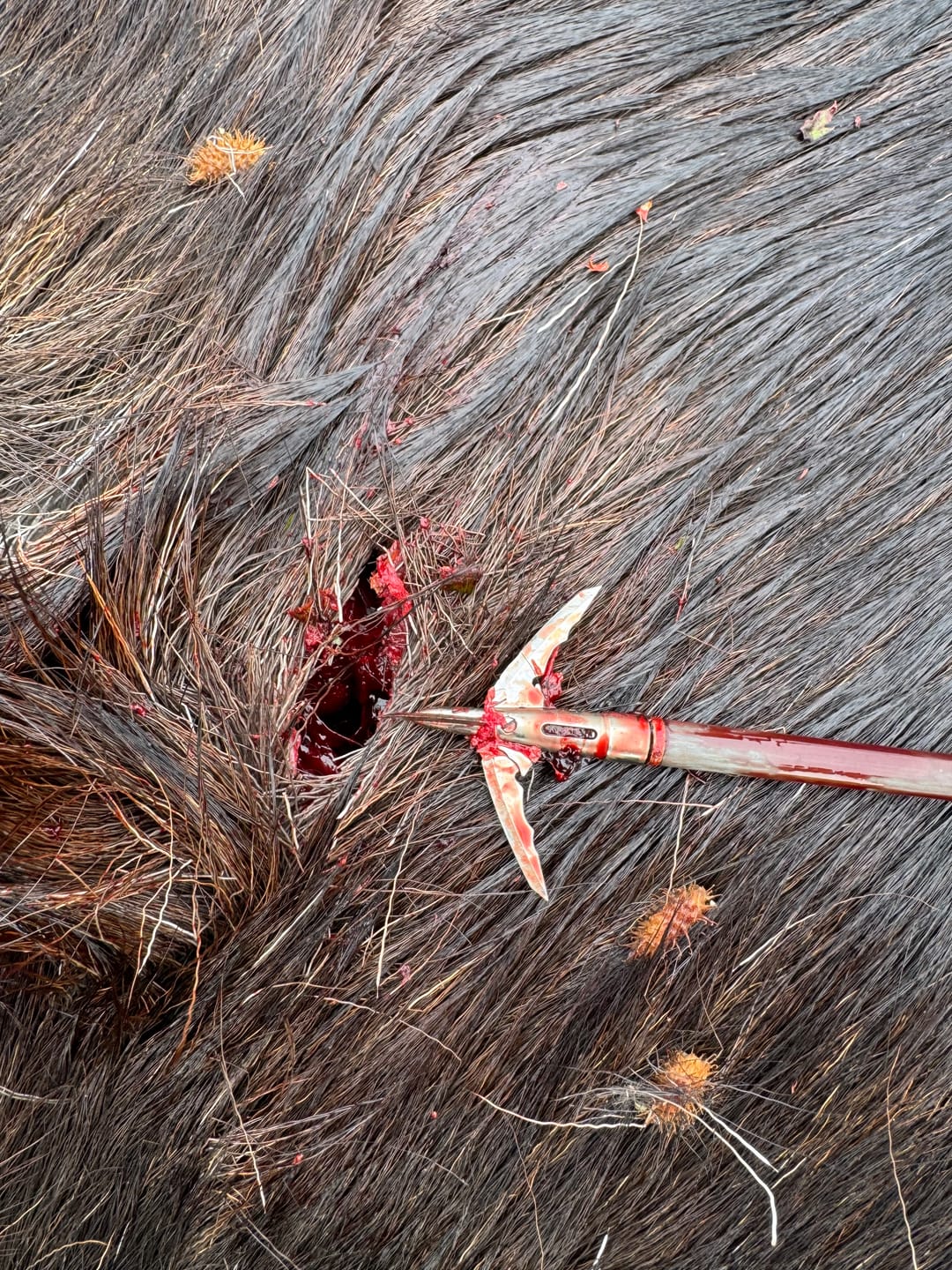 Customer photo review of Cut on Contact Titanium Broadheads (3 Pack)