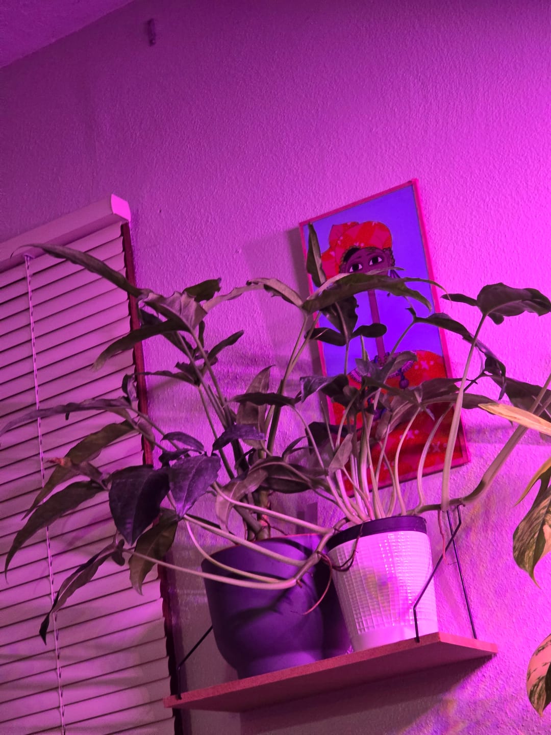 Customer photo review of Syngonium auritum