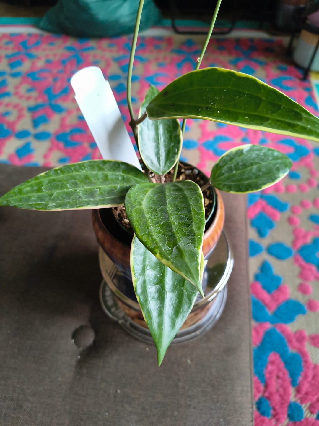 Customer photo review of Hoya latifolia albomarginata