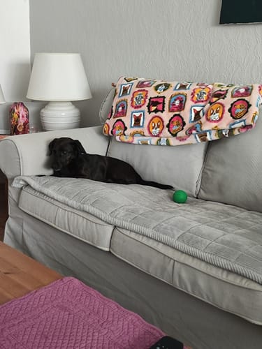 Customer photo review of Sofa Guard - Soft