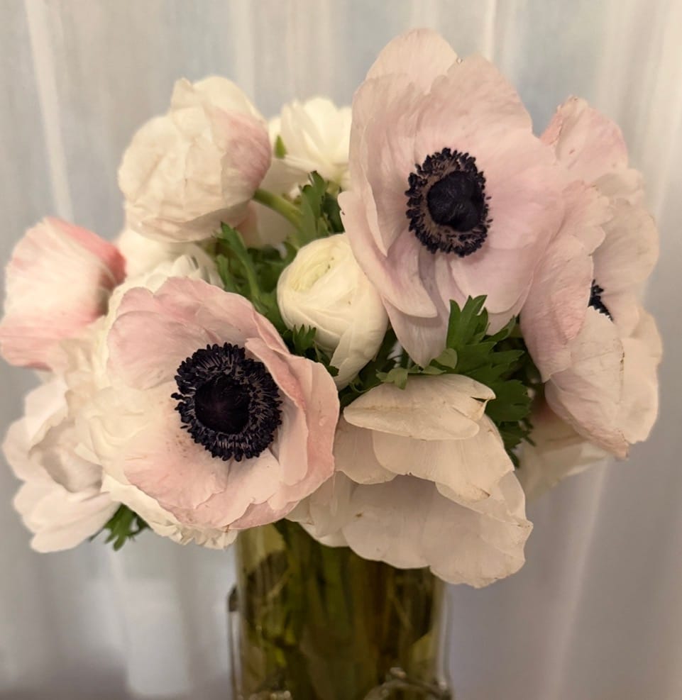 Customer photo review of White and Black Anemone