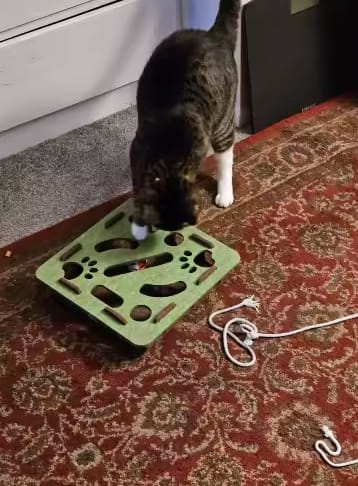 Customer photo review of Pawvly ™ - Cat Puzzle Box
