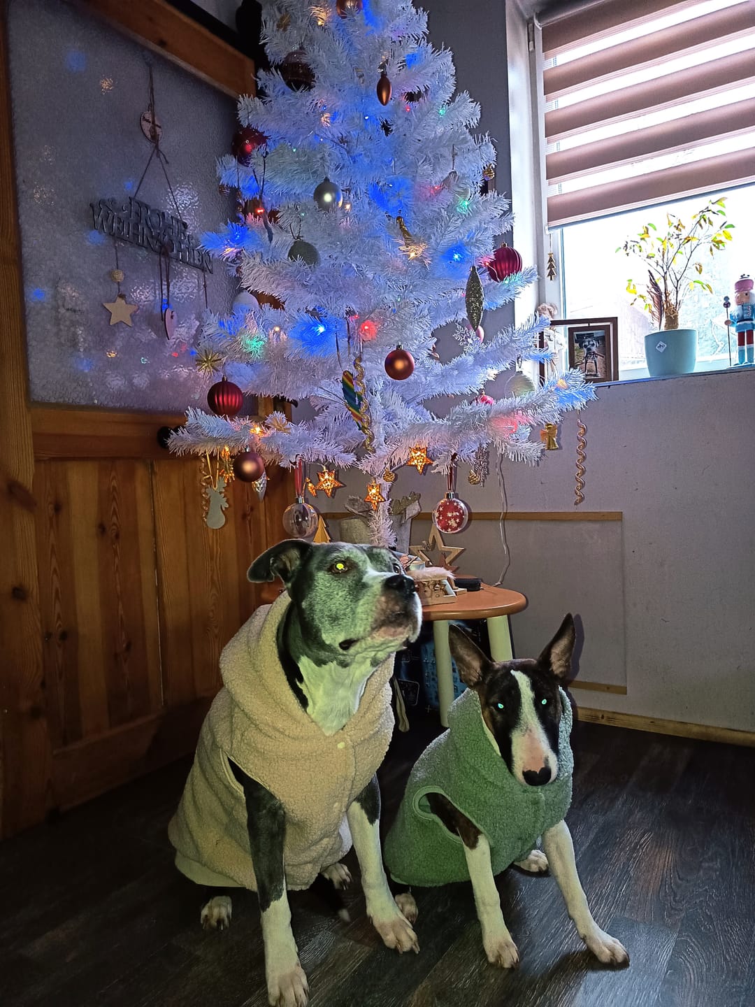 Customer photo review of Teddy Sherpa Dog Jackets