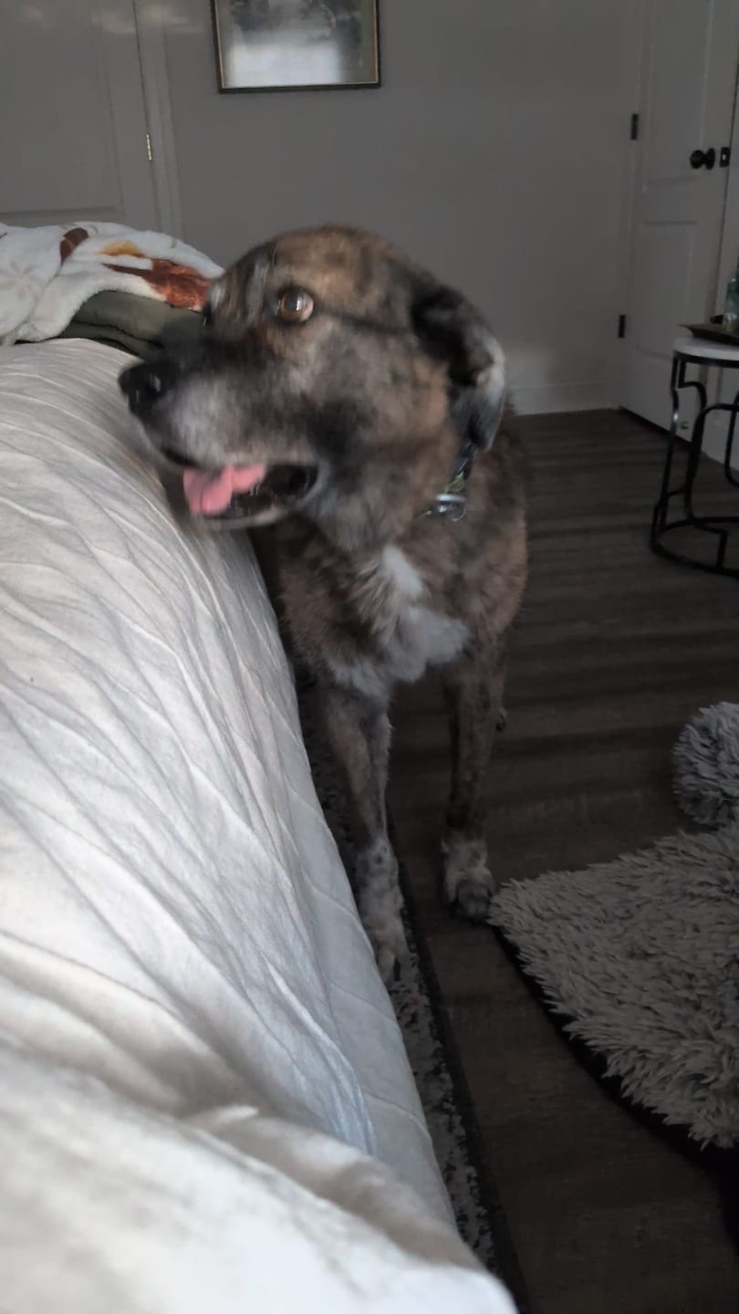 Customer photo review of FurLife™ 12 Months Flea and Tick Free
