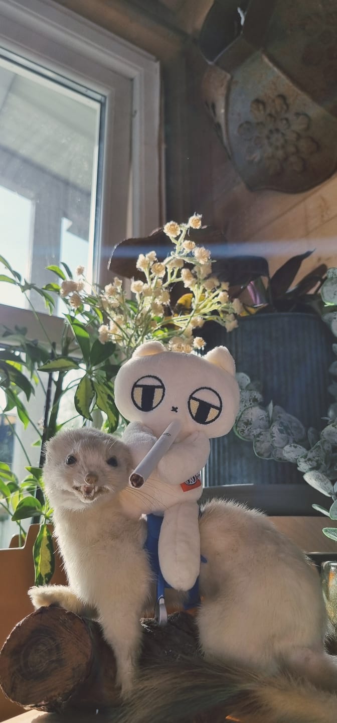 Customer photo review of MeowBro Scrunch Plush
