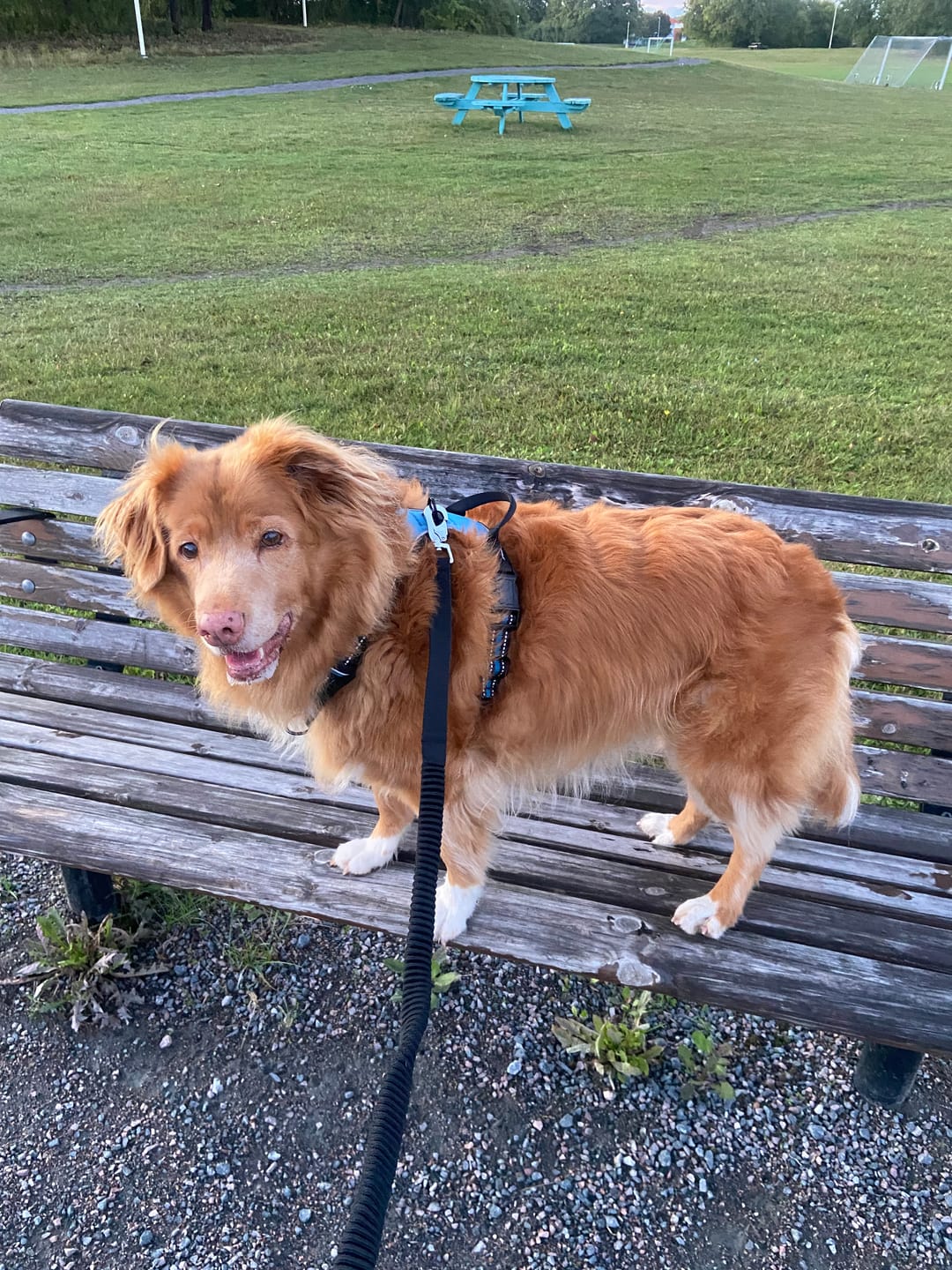Customer photo review of Lusig™ Anti-Drag Hundsele
