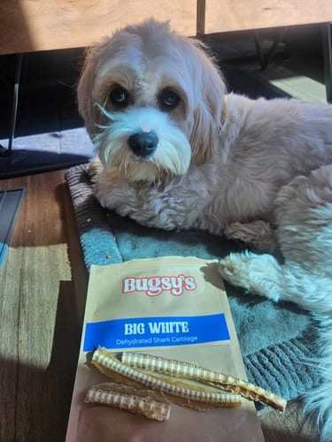 Customer photo review of Big White | Shark Cartilage