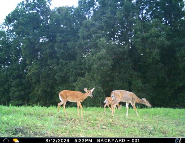 Customer photo review of Hall Pass™ Food Plot Seed