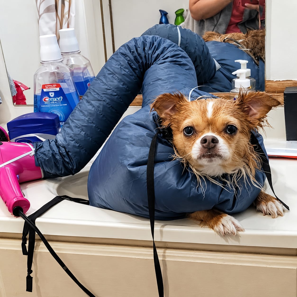 Customer photo review of PawNest ™ - Dog hair dryer