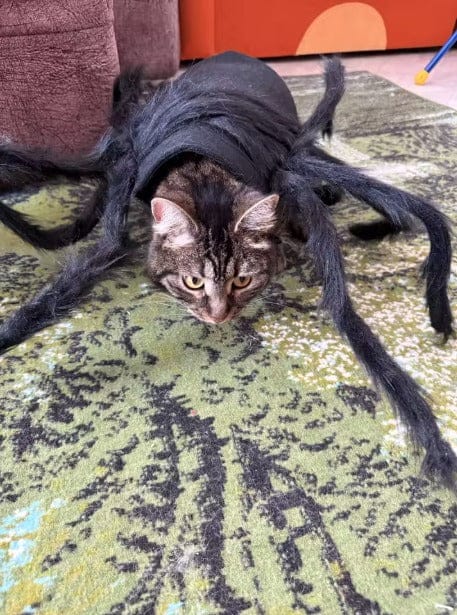 Customer photo review of Disfraz de araña para Halloween